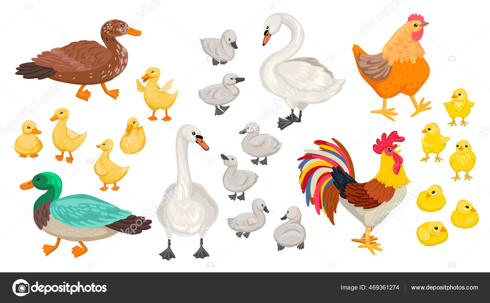 白鳥の雛ストックベクター ロイヤリティフリー白鳥の雛イラスト Depositphotos