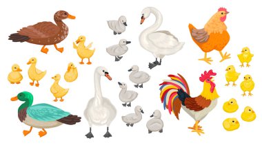 Farklı evcil kuşlar. Kazlar, tavuklar, kuğular. Yavrular ve yetişkinler. Horoz, ördek yavruları ve diğerleri. Vektör düz resimleme.