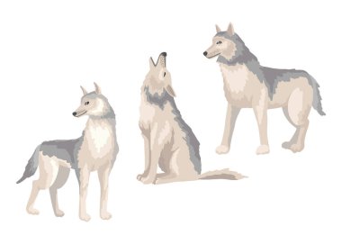 Kurtlar farklı pozlarda, bir köpek oturuyor, ayakta duruyor ve uluyor. Vektör karakter. Beyaz arkaplandaki izole nesne.