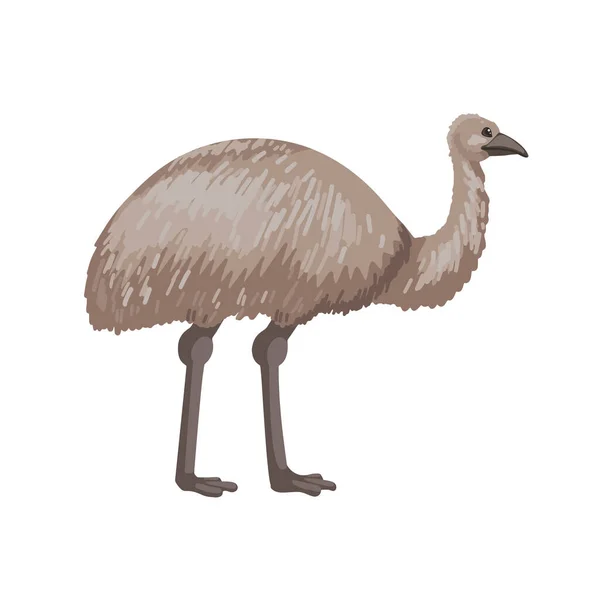 Emu, Ausztrália nagy szürke madara. Vektor karakter fehér háttérrel. Állati vektor rajzfilm illusztráció — Stock Vector
