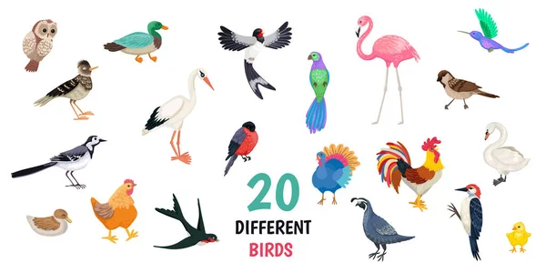 Set van tamme en wilde vogels, vogelsoorten, een verzameling van verschillende gevederde dieren. Vector illustratie, geïsoleerde objecten op witte achtergrond — Stockvector