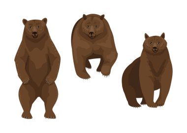 Kahverengi ayı, vahşi bir hayvanın üç farklı pozu, beyaz arka planda orman yırtıcısı taşıyıcı karakter çizimi
