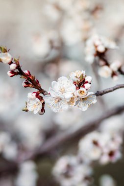 Baharda açık havada çiçek açan ağaç.