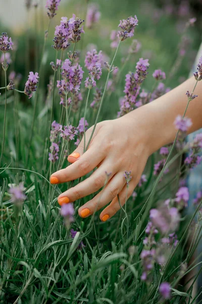Hand Streicht Über Lavendelblüten — Stockfoto