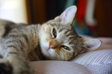 de sohbet au repos görüyoruz