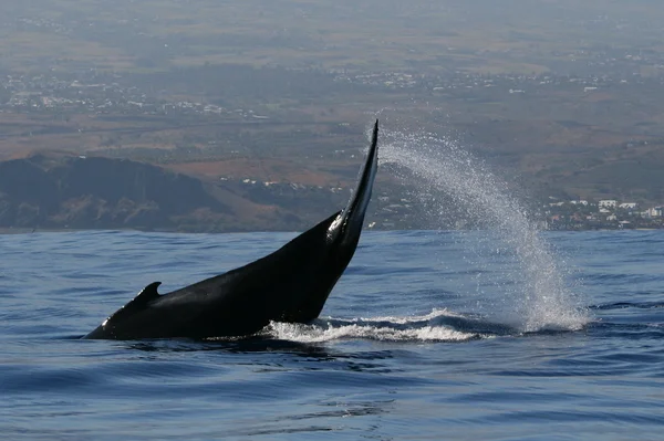 Baleine sur ile la reunion