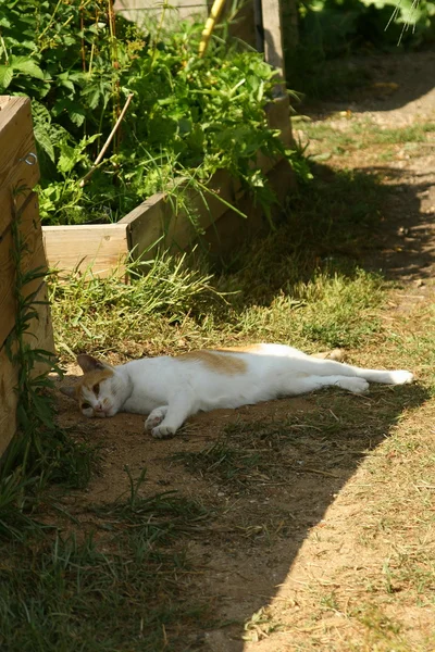 Chat a la sieste au jardín —  Fotos de Stock