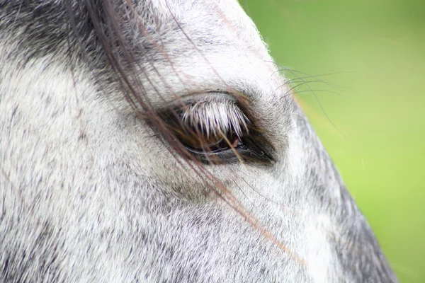 Względzie de profil de cheval — Zdjęcie stockowe