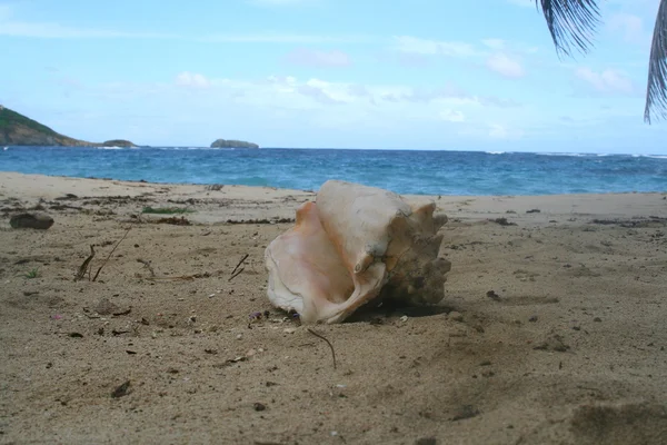 Coquillage sur la plage