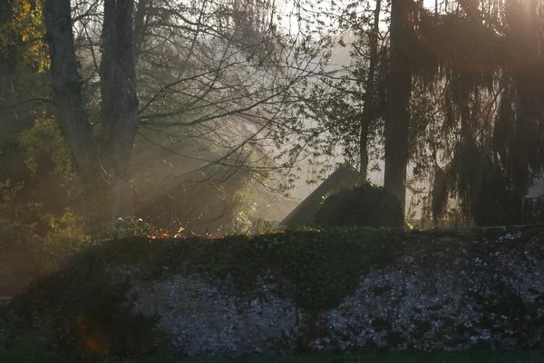 brouillard dans la campagne
