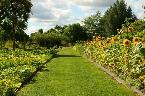 Allee du jardin genel