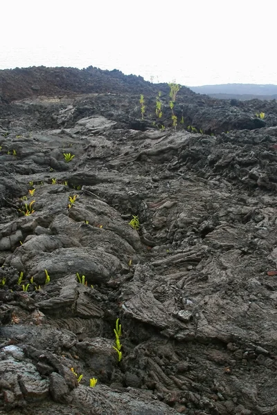 Vulkan i Réunion ön — Stockfoto