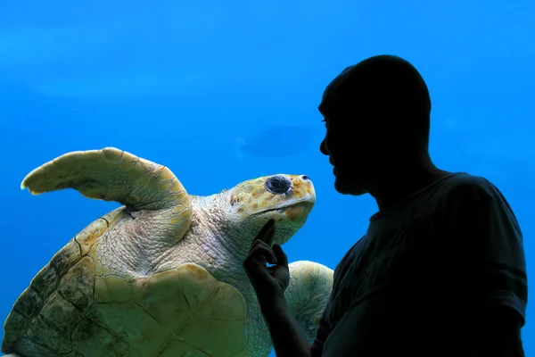 homme et tortue