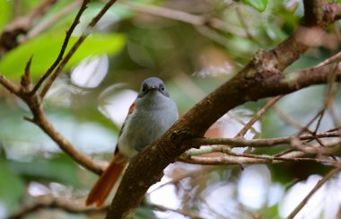 oiseau sur une şubesi