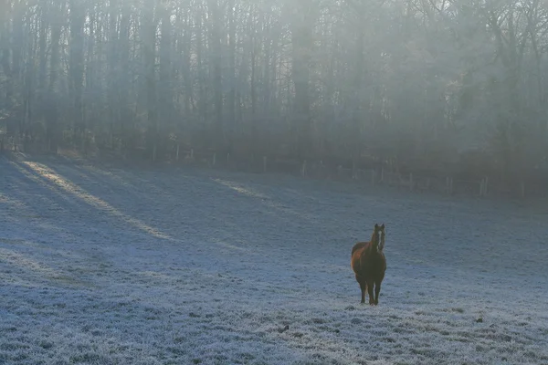 Campagne tr hiver