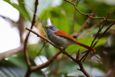oiseau sur une şubesi
