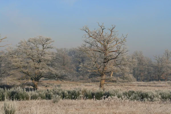 Campagne tr hiver