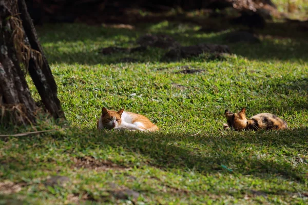 Chat sur la plage —  Fotos de Stock