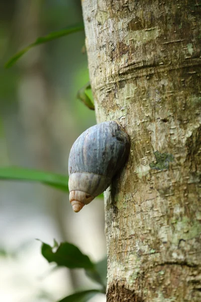 Escargot sur un arbre — Stockfoto