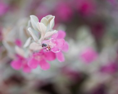 Arı ile çiçekler.