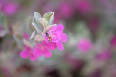 Arı ile çiçekler.
