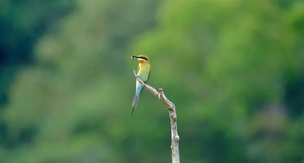 Abelha Comedor Cauda Azul Belo Pássaro Empoleirado Ramo — Fotografia de Stock