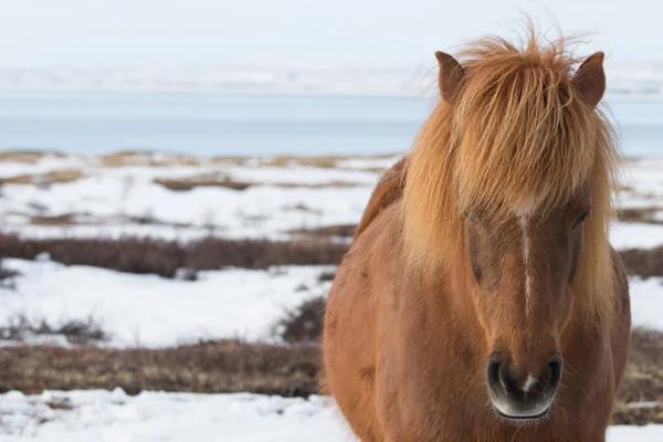 Cavallo Islandese, primo piano colpo del fianco del cavallo — Foto Stock