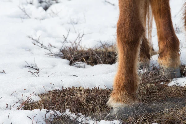 Close up de pernas de cavalo na neve — Fotografia de Stock