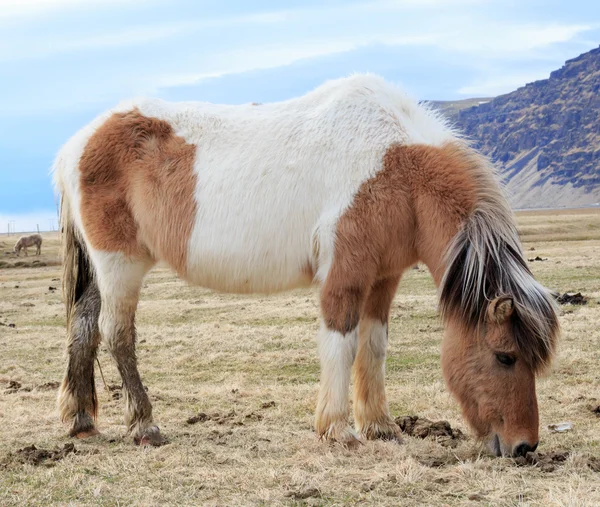 Cavalo branco e castanho na Islândia — Fotografia de Stock