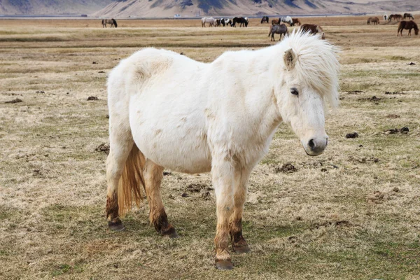 White Horse in Iceland — Stock Photo, Image