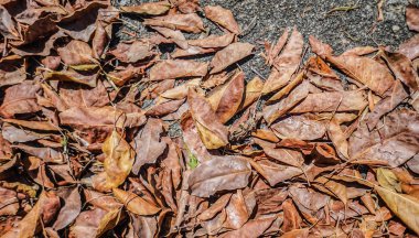 Beton zeminde kuru yapraklar