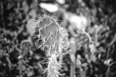kaktüs siyah ve beyaz arka plan bulanıklık ile kapatmak