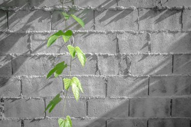 temiz Beton Çimento arka plan ile yeşil git