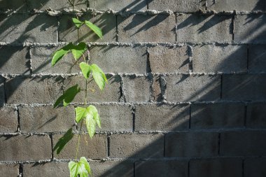 yeşil Çimento-Beton Sanayi arka plan ve ışık gölge ile bırakın