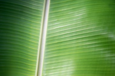 güzel yakın çekim yaprak yeşil muz.