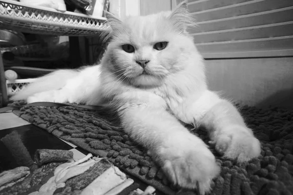 Vit Perser katt i svart och vit stil — Stockfoto