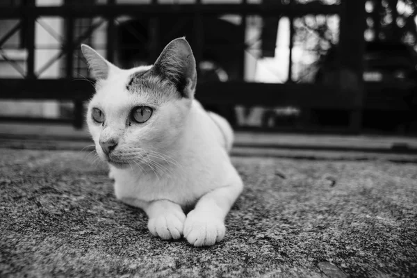 Close up white thai cat looked for something, black and white high contrast style,selective focus — Stock Photo, Image