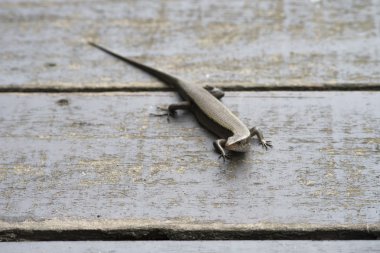 skink portresi, scincidae, eski ahşap köprü, seçici odak