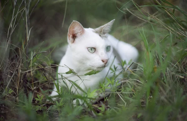 En vit thai cat placering bland gröna gräs med suddig bakgrund och se något, selektiv fokus, filtrerad bild — Stockfoto