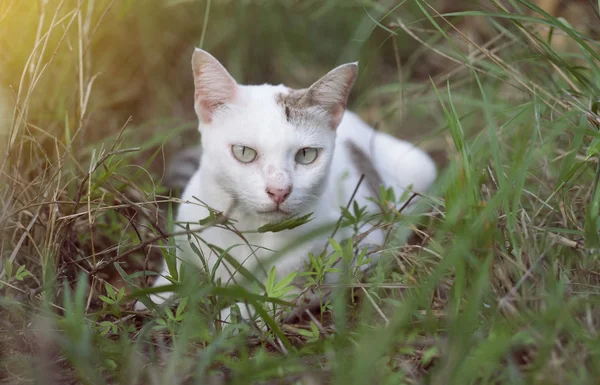 En vit thailändska katt placering bland gröna gräs med suddig bakgrund och se att kameran, selektivt fokus, filtrerad bild, ljuseffekt som lagt till — Stockfoto