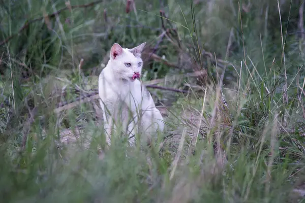 En vit thailändska katt har slickande läppar och se något placering bland det gröna gräset med suddig bakgrund, selektivt fokus, filtrerade bilden — Stockfoto