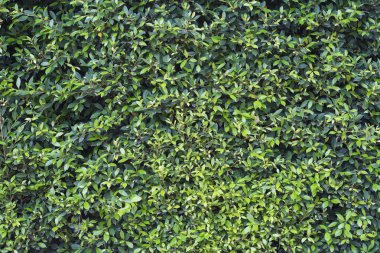 yeşil duvar doku ve arka plan bırakın