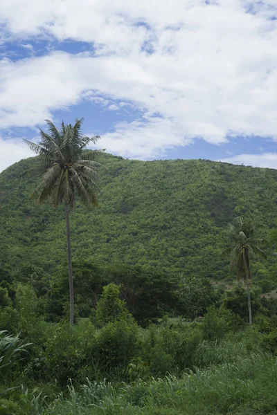 Vue sur champ vert, arbre, cocotier et montagne verte avec ciel bleu et nuage, mise au point sélective, style d'image couleur naturelle — Photo