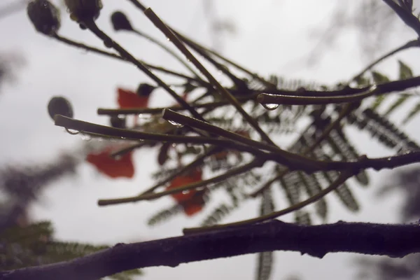 Detail Vodní kapky deště na pobočce poinciana, páv květ, květ Gulmohar s rozostření pozadí, filtrovaného obrazu, Selektivní ostření — Stock fotografie