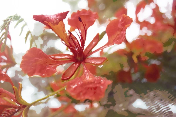 Gros plan Belle poinciana, fleur de paon, fleur de Gulmohar et goutte d'eau de pluie avec fond flou, effet de mise au point douce, style aquarelle — Photo