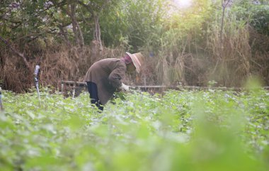 Prachuapkhirikhan, Tayland-12 Temmuz 2016: Tay yerel çiftçi bir alan, Prachuapkhirikhan il, Tayland, filtre uygulanmış görüntü, seçici odak, tatlı bir potato(yams) hasat flare güneş