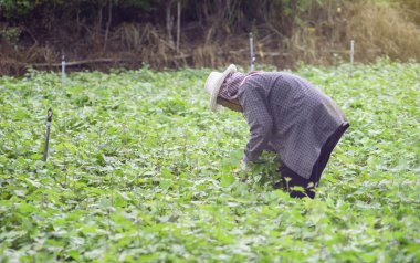 Prachuapkhirikhan, Tayland-12 Temmuz 2016: Tay yerel Çiftçi hasat bir tatlı potato(yams) bir alanda, Prachuapkhirikhan Eyaleti, Tayland, Thailand, filtre uygulanmış görüntü, seçici odak 