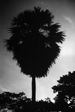 siluet palmiye ağacı arka plan, siyah ve beyaz renk resim stili, karanlık kenarları için