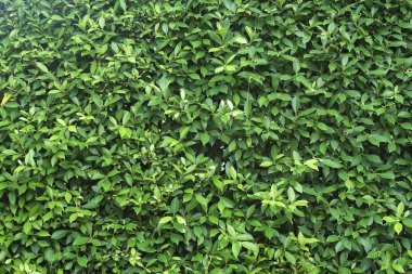 Yeşil doku arka plan ayrılmak