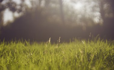 yakın çekim yeşil çim güzel doğa arka plan, seçici odak, arka plan bulanık, güneş ışığından doğal, filtre uygulanmış görüntü